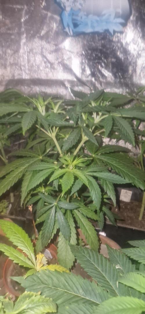 Zamnesia. Week 4