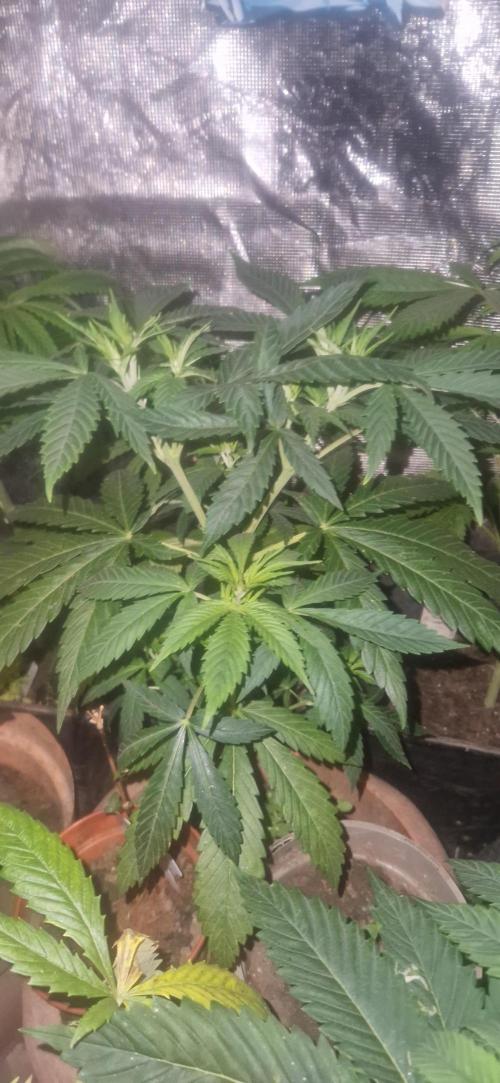 Zamnesia. Week 4