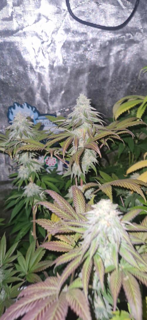 Original sensible seeds 2026. Week 13