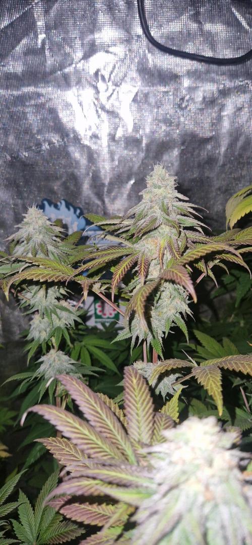 Original sensible seeds 2026. Week 13
