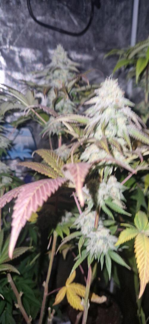 Original sensible seeds 2026. Week 13