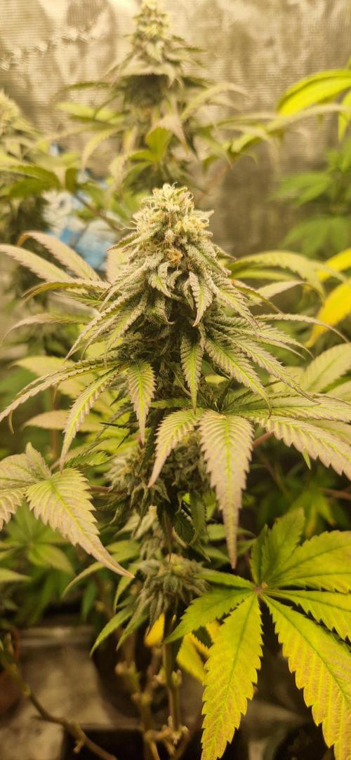 Mexican Sativa . Week 13