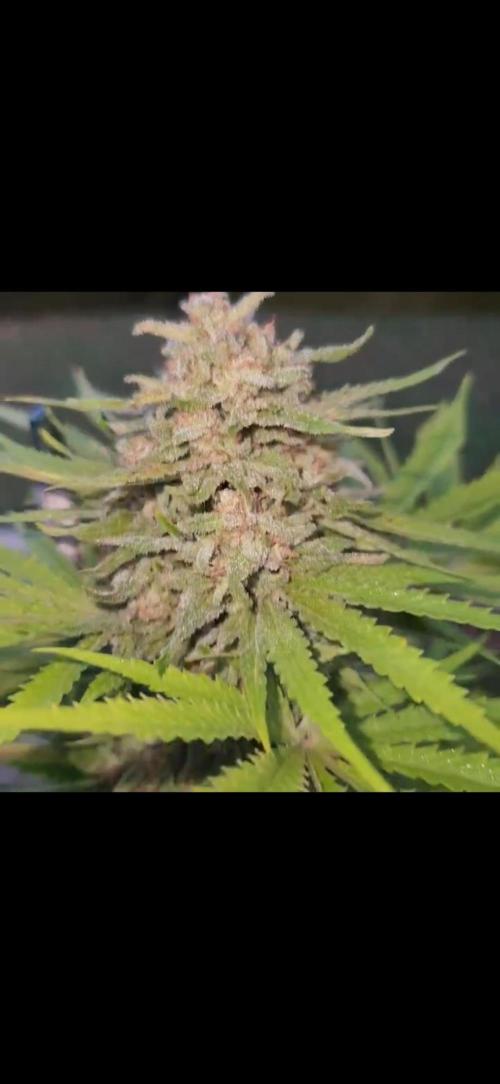 A-Haze go fast. Week 12