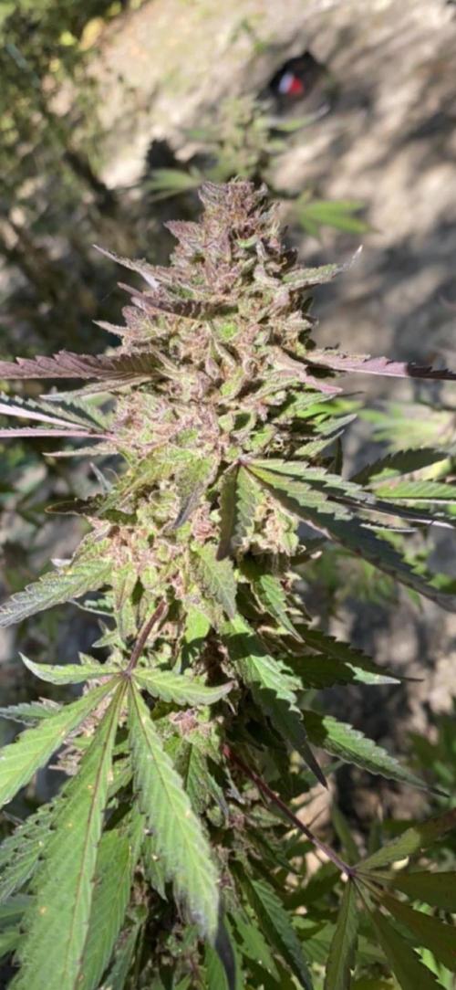 A-Haze go fast. Week 12