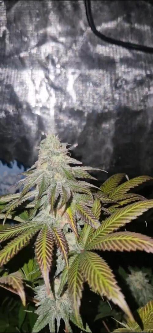 A-Haze go fast. Week 12