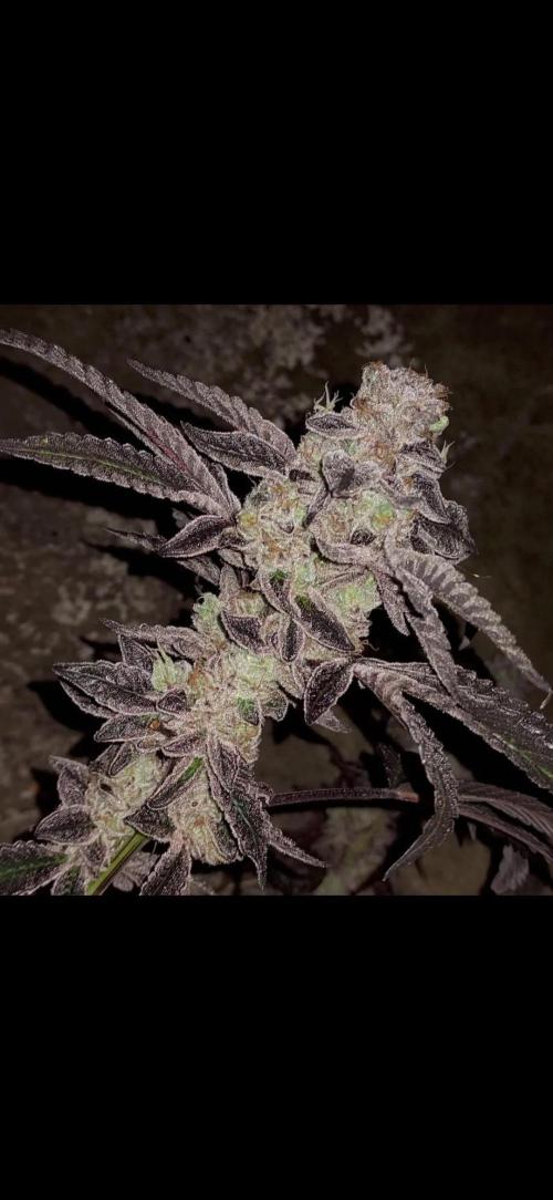 A-Haze go fast. Week 12