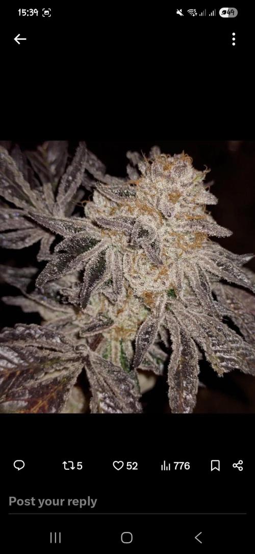 A-Haze go fast. Week 12