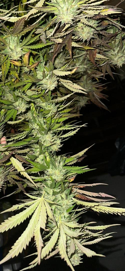 Candy cream  go fast kannabia. Week 12
