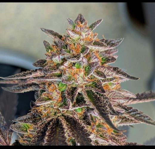 Candy cream  go fast kannabia. Week 12