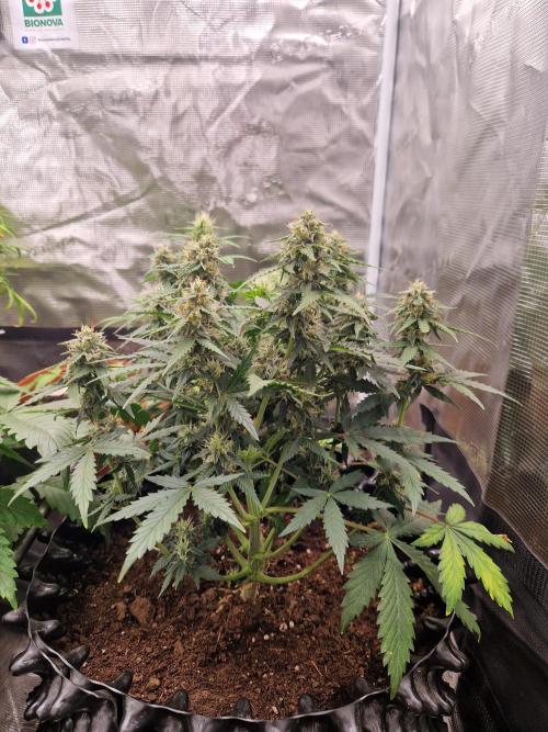 Zamnesia. Week 8