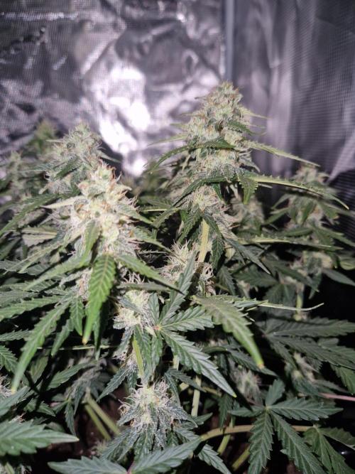 Zamnesia. Week 8