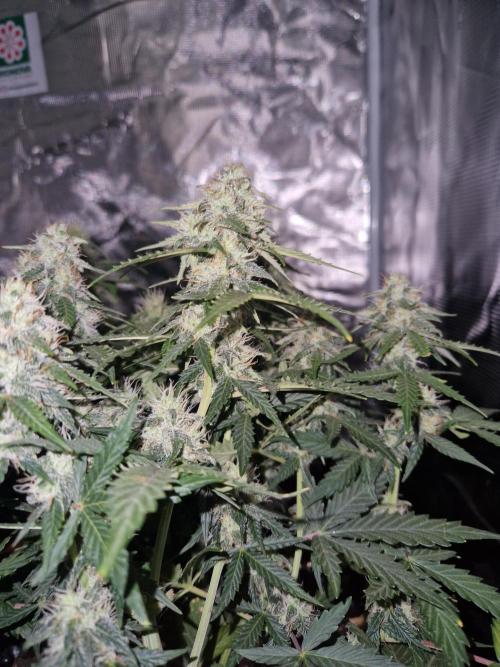 Zamnesia. Week 8