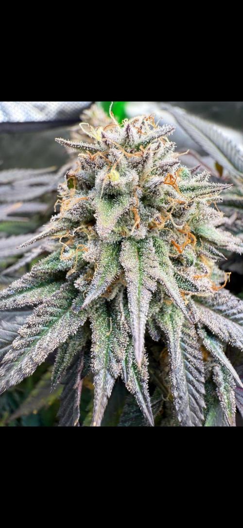 Candy cream  go fast kannabia. Week 13