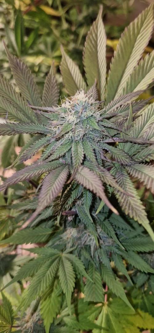 A-Haze go fast