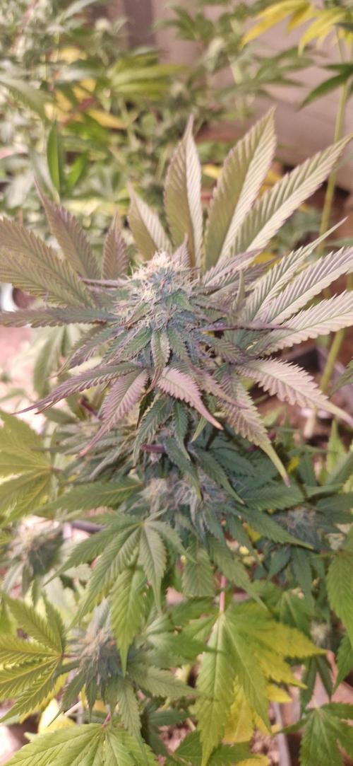 A-Haze go fast. Week 13