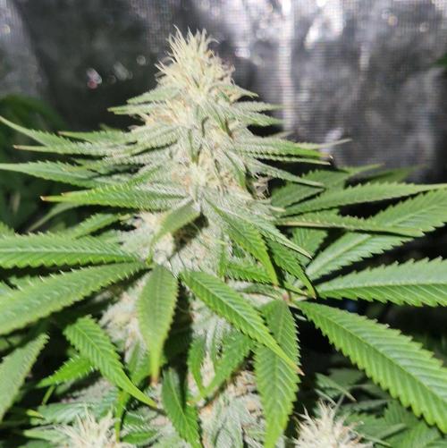 Zamnesia. Week 9
