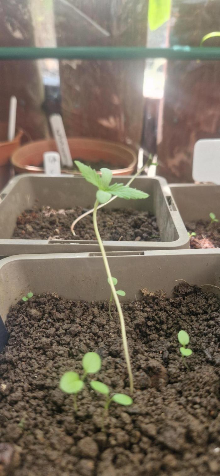 Kannabia zoap. Week 1