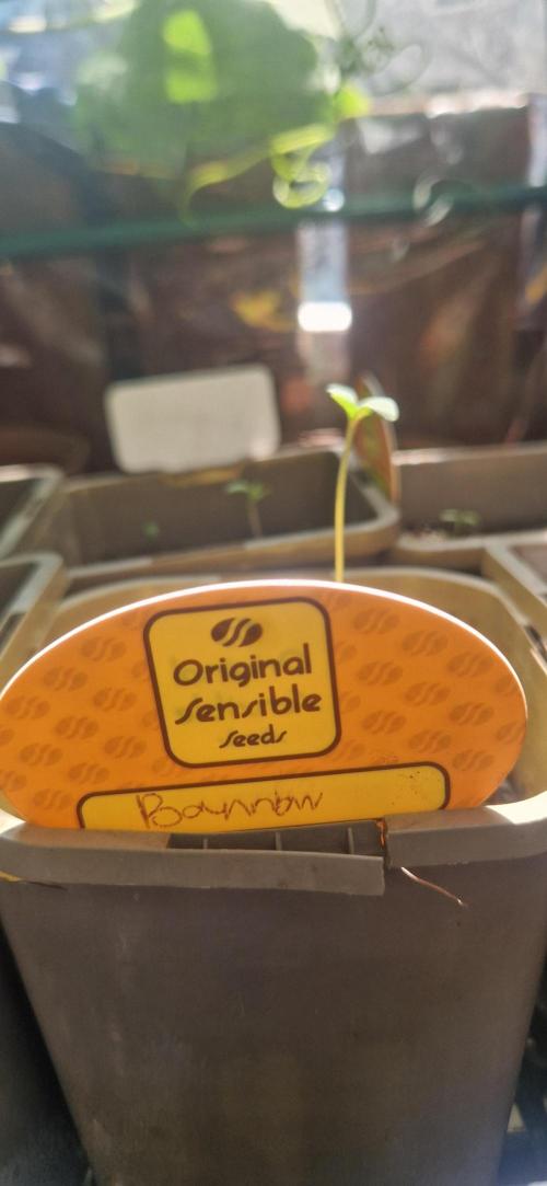 Original senieble seeds 2026. Week 1