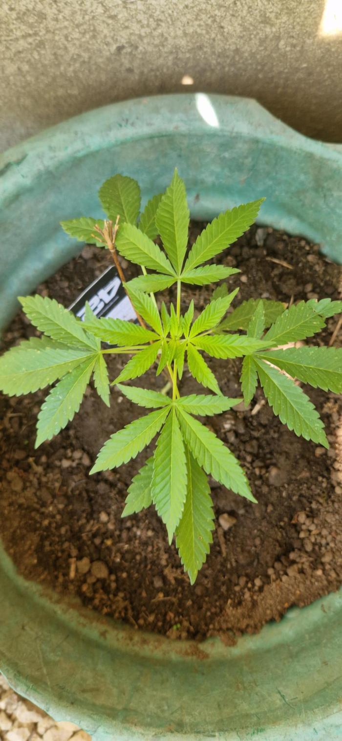 Kannabia zoap. Week 3