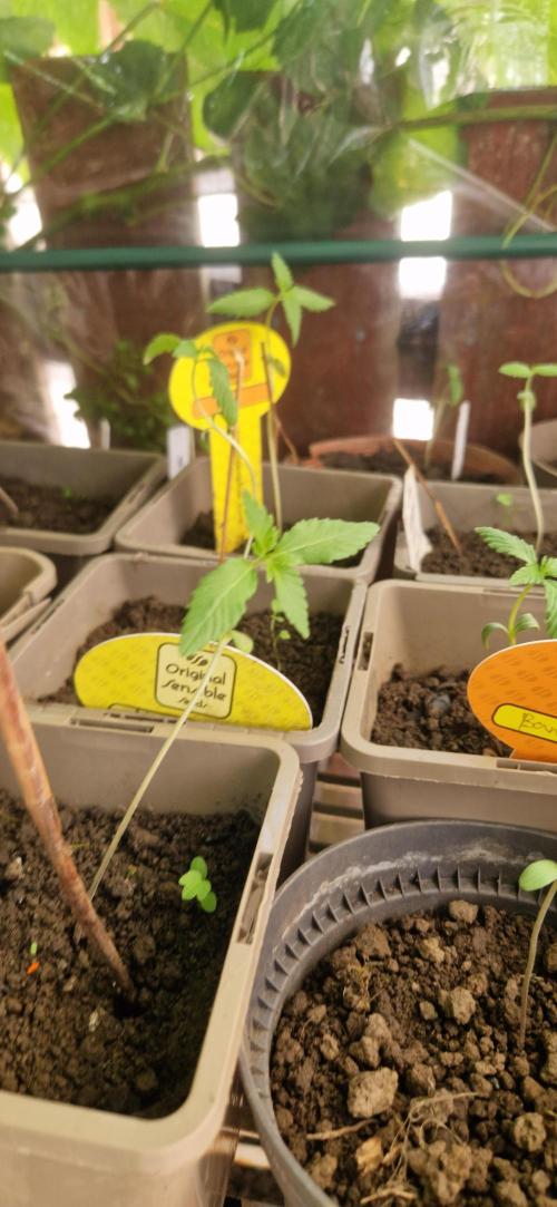 Original senieble seeds 2026. Week 3