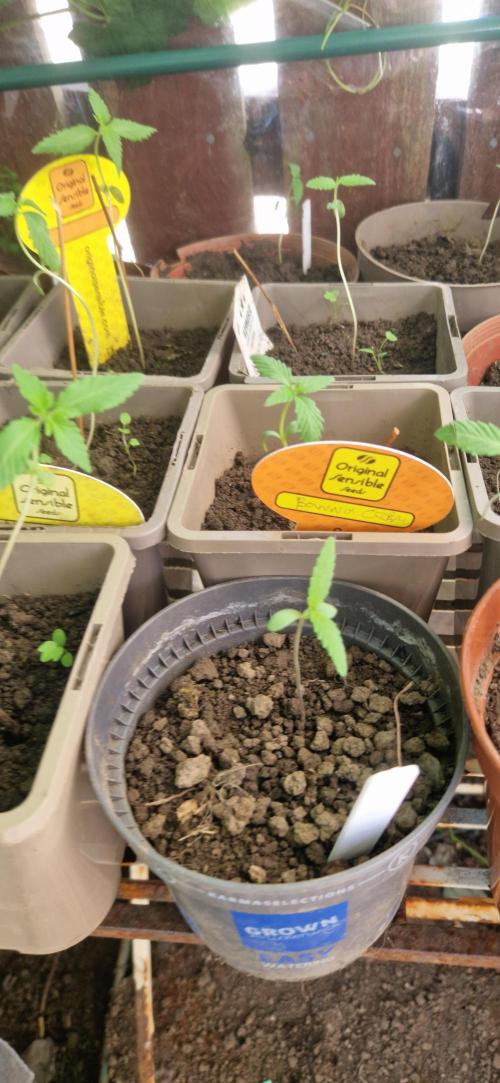 Original senieble seeds 2026. Week 3