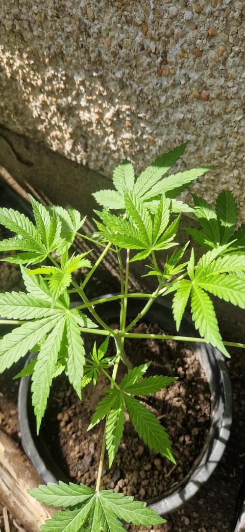 Kannabia apple fritter. Week 5