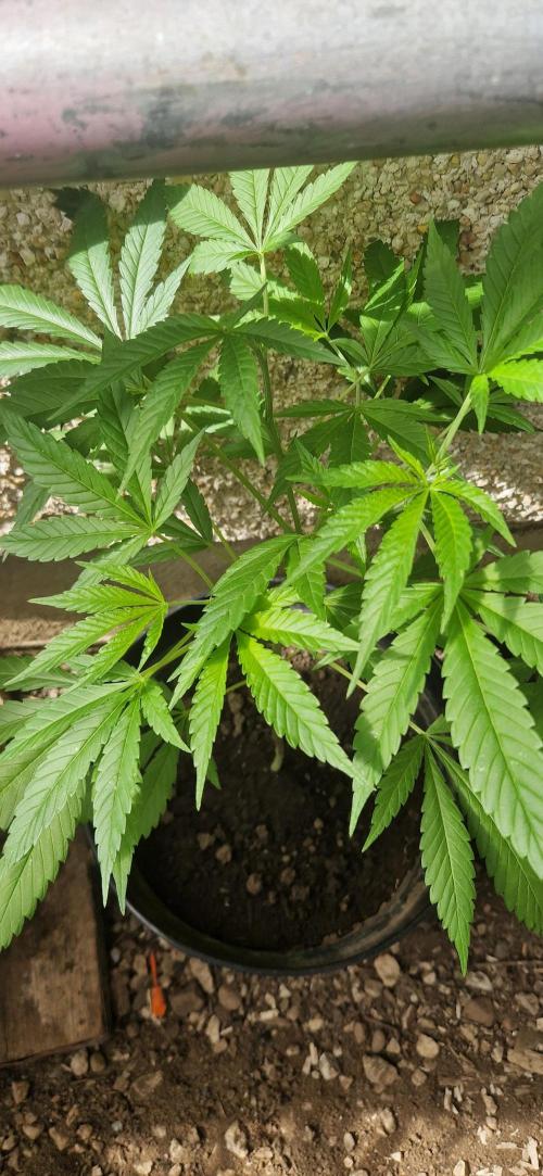 Sunset Sherbet Go Fast. Week 9
