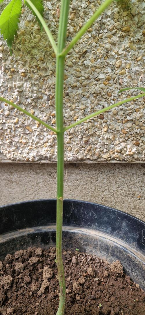Melonade k. Week 10
