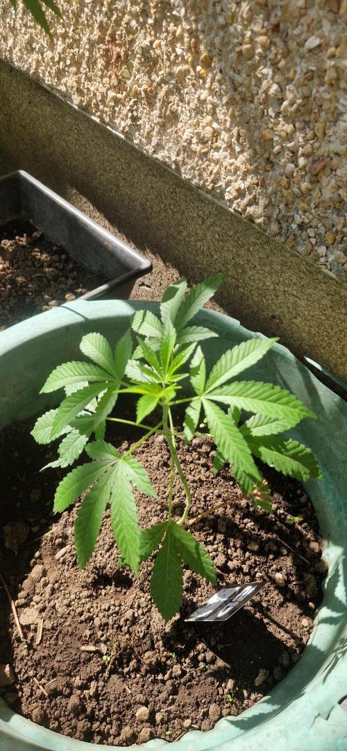 Original senieble seeds 2026. Week 5