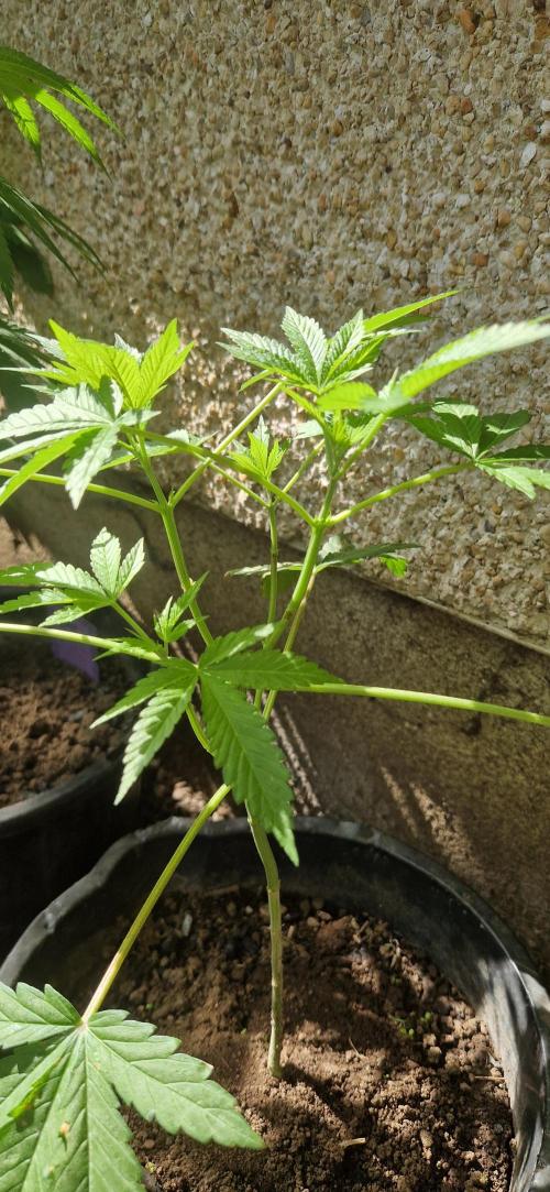 Original senieble seeds 2026. Week 5
