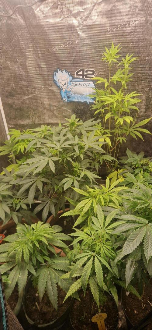 Zameniea 2026 summer. Week 6