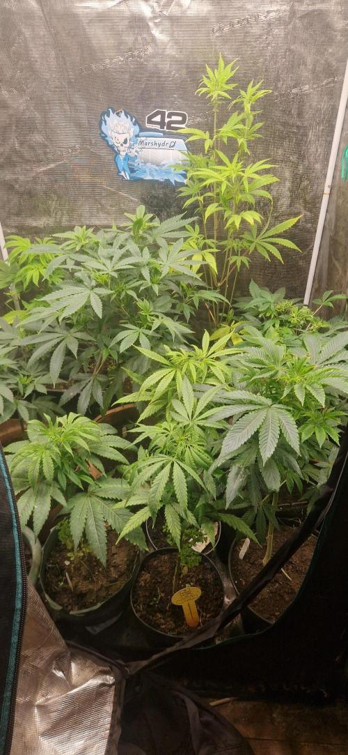 Zameniea 2026 summer. Week 6