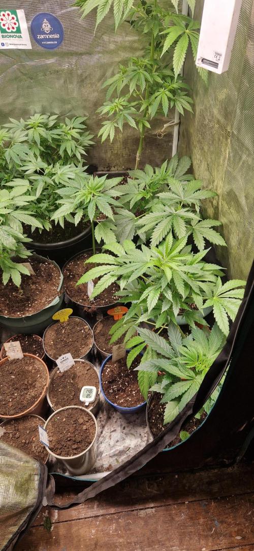 Original senieble seeds 2026. Week 6