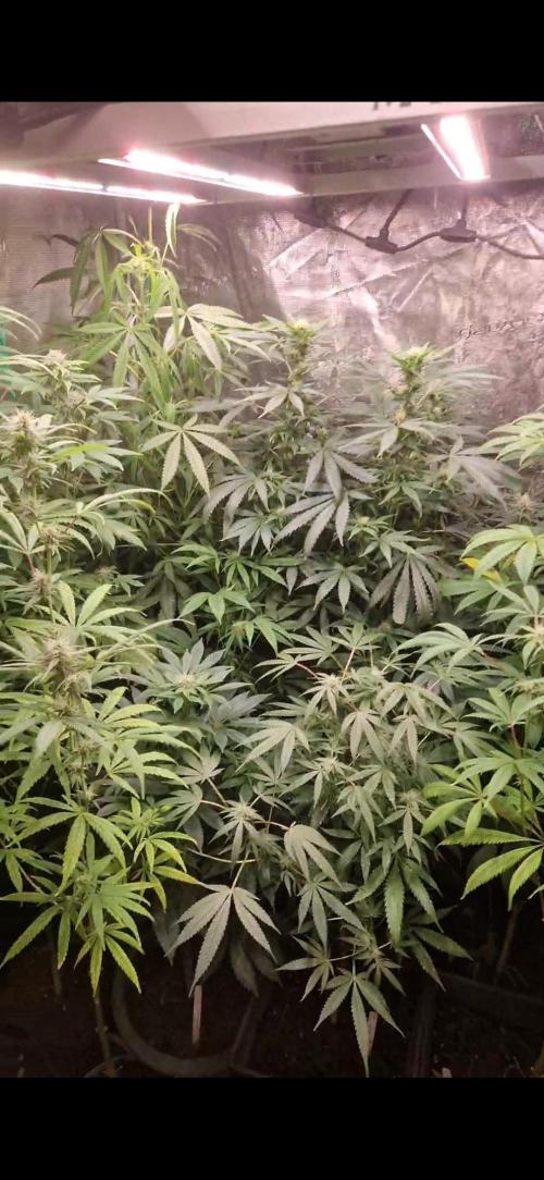 Sunset sherbert kannabia. Week 10