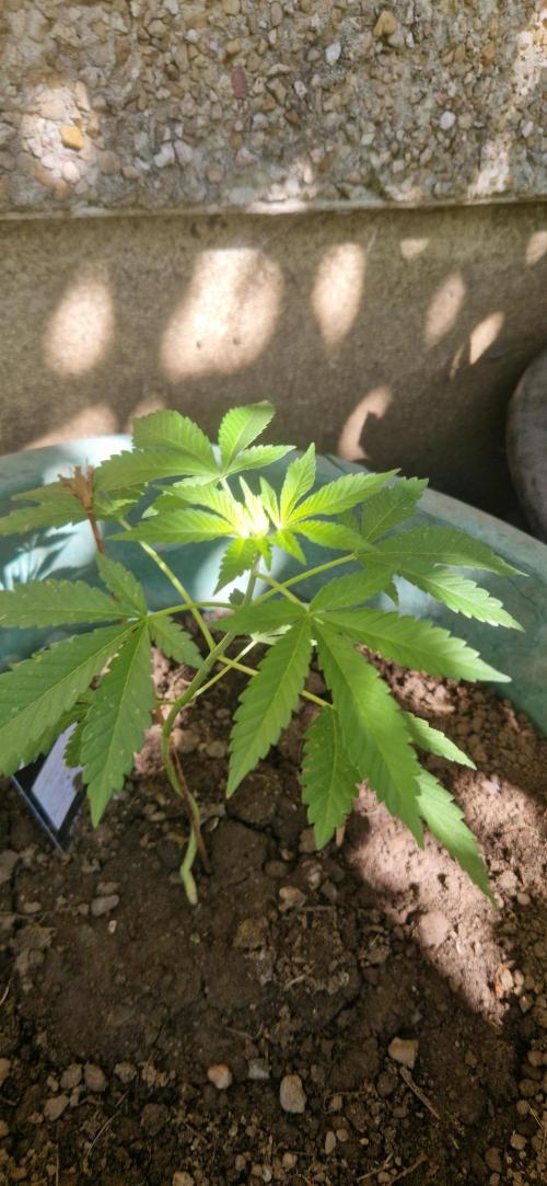Sunset sherbert kannabia. Week 10
