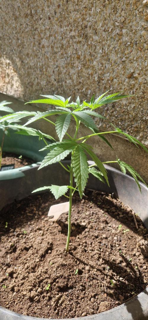 Kannabia zoap. Week 5
