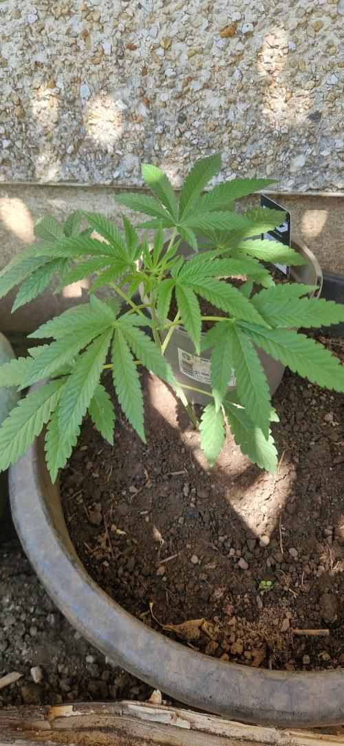 Kannabia zoap. Week 5