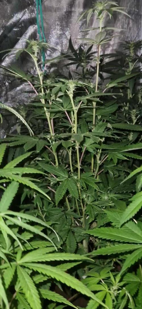 Pure skunk kannabia