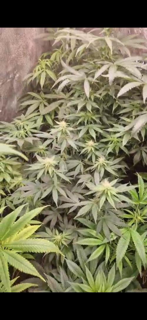 Sunset sherbert kannabia. Week 11