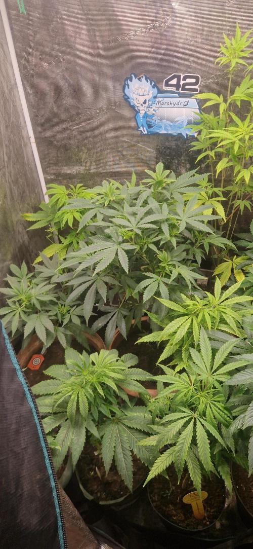 Melonade k. Week 12
