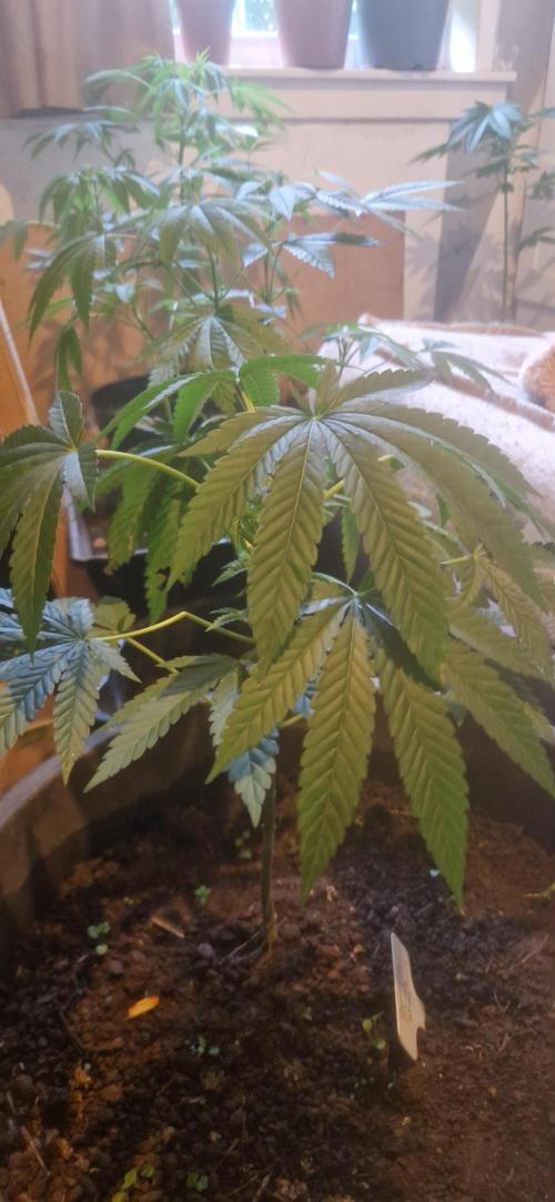Kannabia apple fritter. Week 6