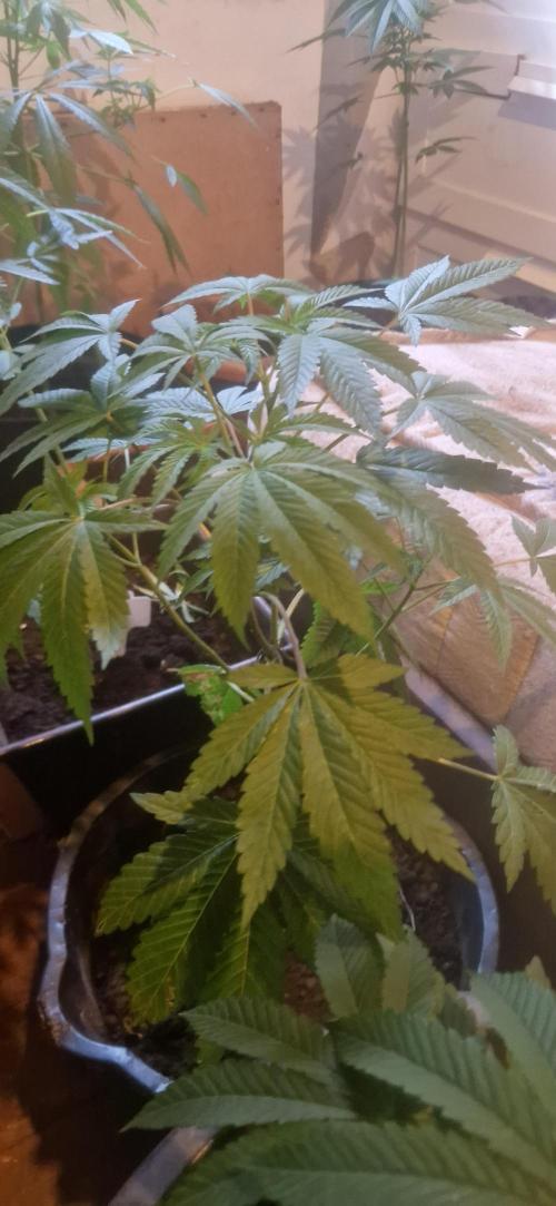 Apple Fritter Bioboost. Week 6