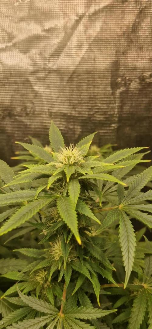 Original senieble seeds 2026