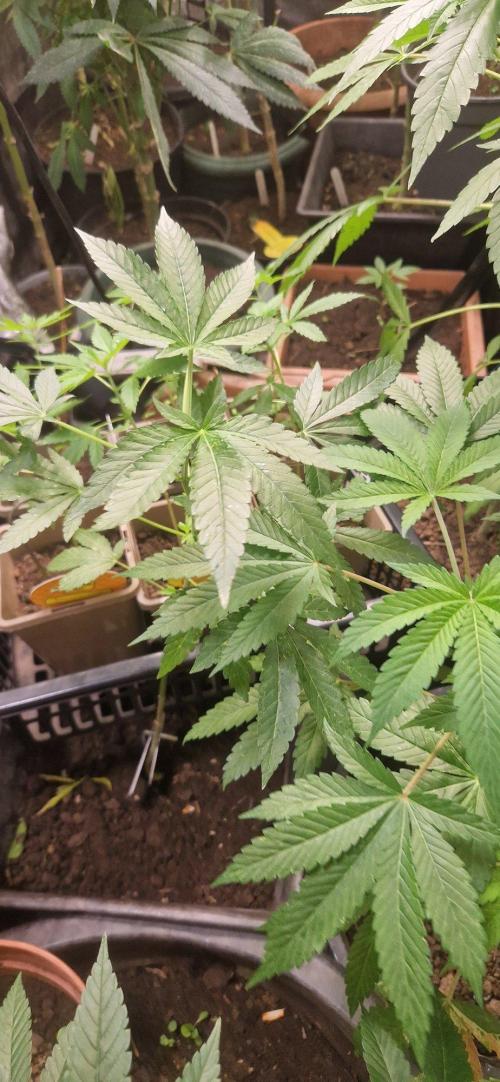 Kannabia apple fritter. Week 7