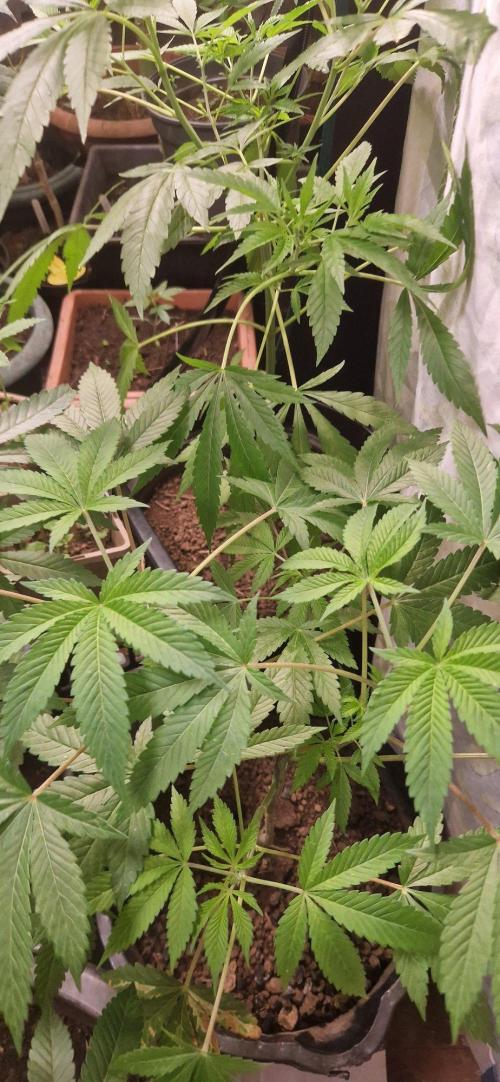 Kannabia apple fritter. Week 7