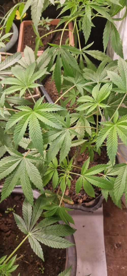 Kannabia apple fritter. Week 7