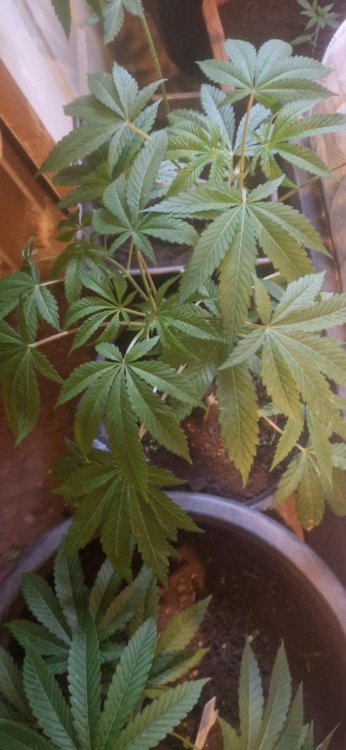 Kannabia zoap. Week 7