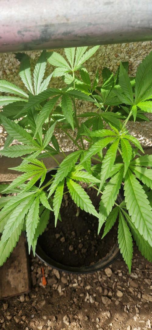 Skunk+ kanniabian. Week 7