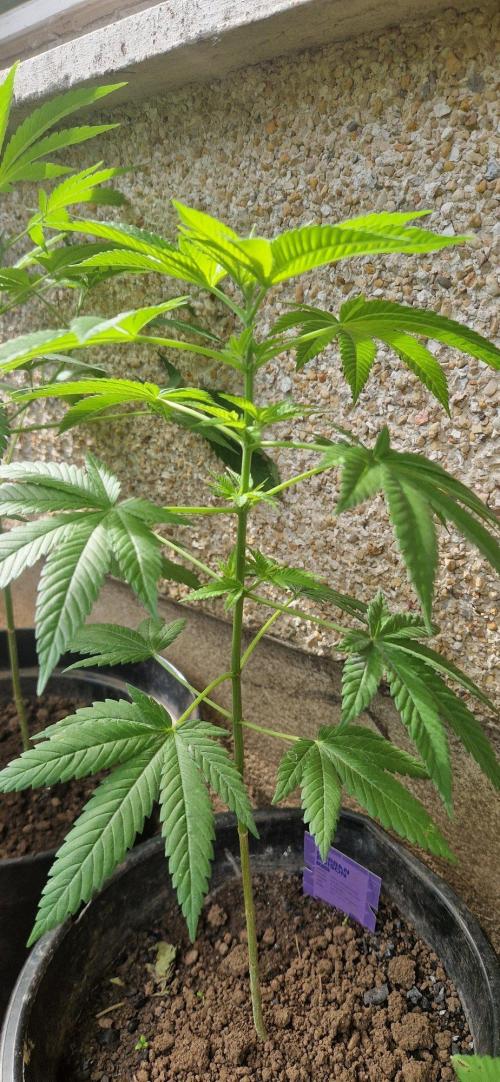 Skunk+ kanniabian. Week 7