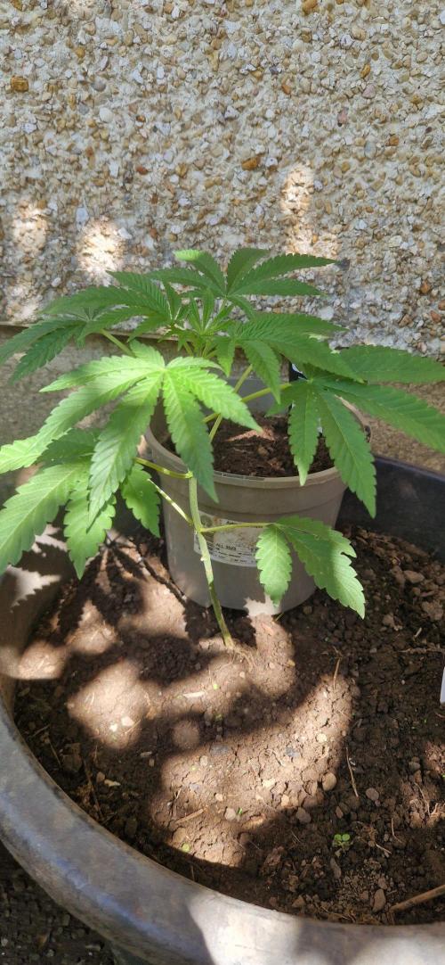 Skunk+ kanniabian. Week 7